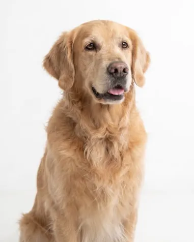 Studio portrait of a golden retriever sitting against a white background