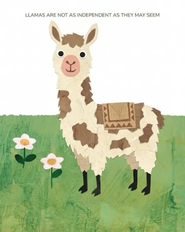 Paper-collage illustration of a brown and white llama in a meadow with daisies, titled “Llamas are not as independent as they may seem”